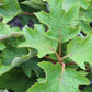 HYDRANGEA QUE. RUBY SLIPPERS 3g