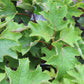 HYDRANGEA QUE. RUBY SLIPPERS 3g