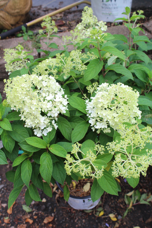 HYDRANGEA PAN. `BOBO` ,2