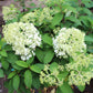 Hydrangea pan Bobo 7g