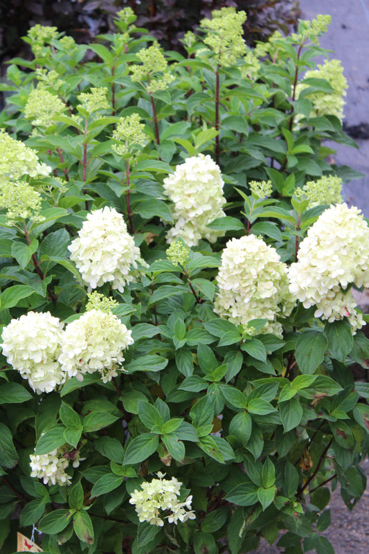 HYDRANGEA PAN. LIMELIGHT PRIME 3g