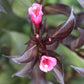 Weigela FL Alexandra (wine & roses) 3g