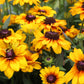 Echibeckia Summerina Yellow