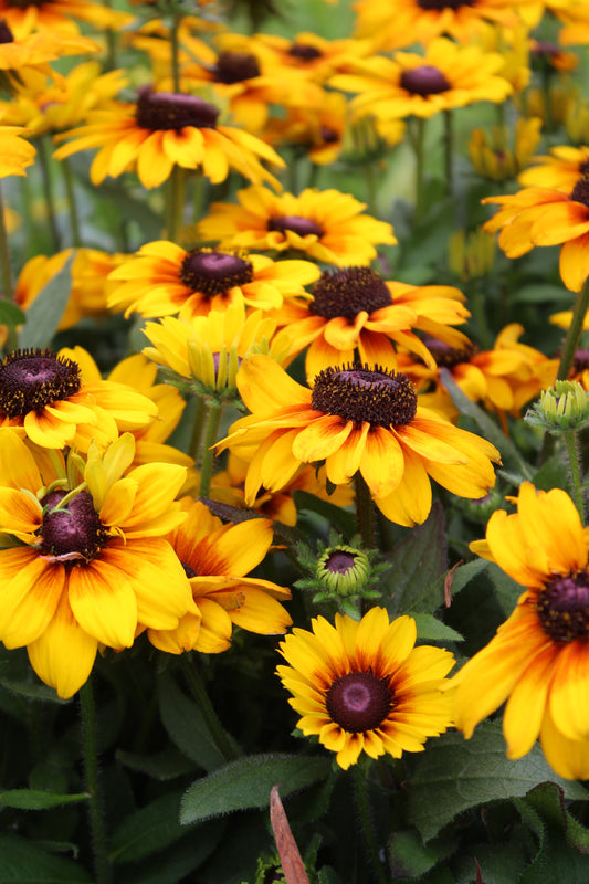 Echibeckia Summerina Yellow