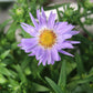 Aster Woods Light Blue