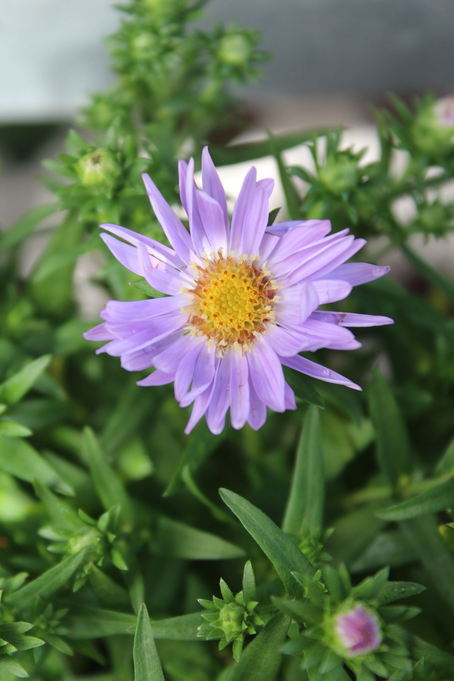 Aster Woods Light Blue