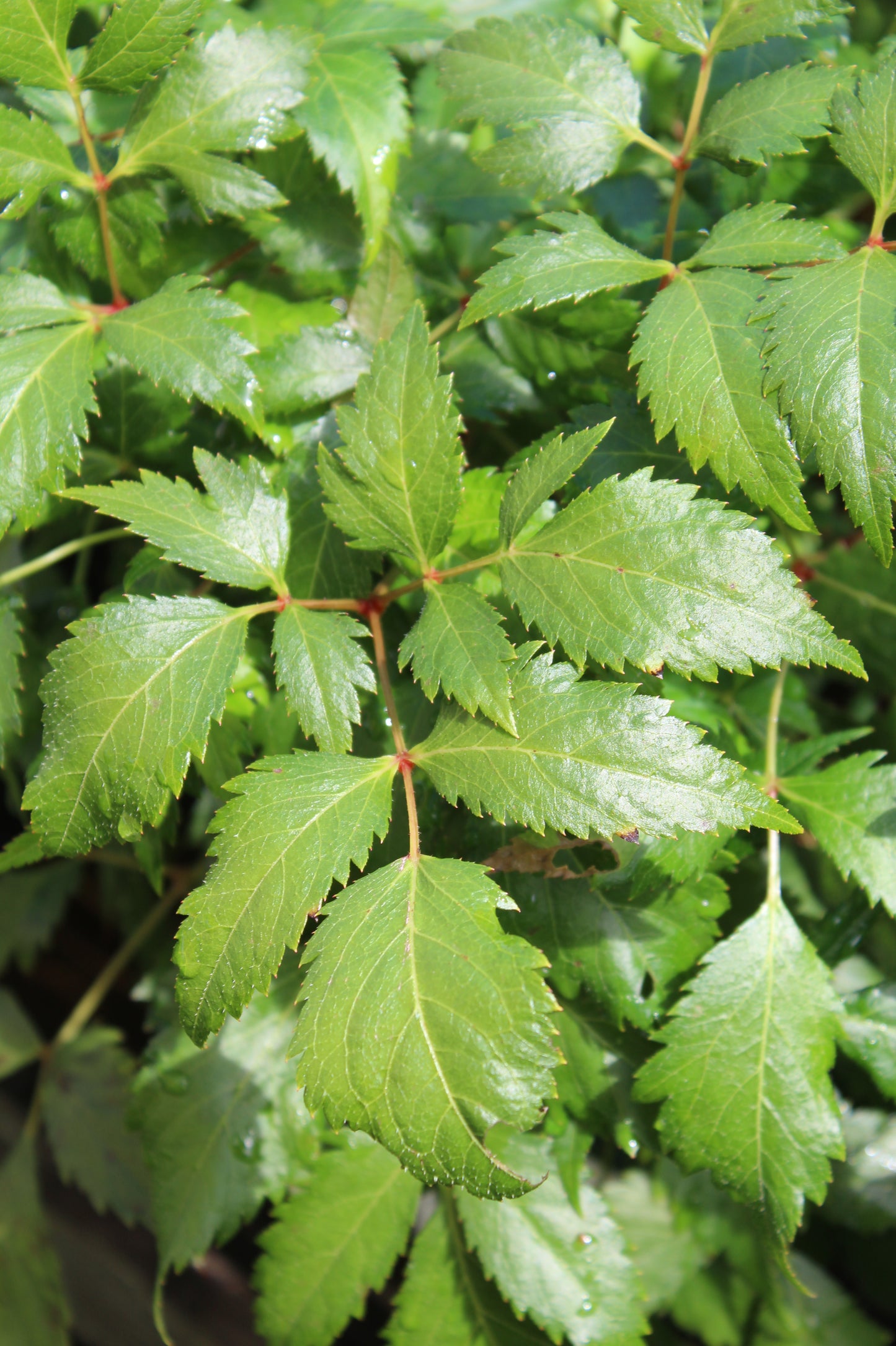 Astilbe Fanal