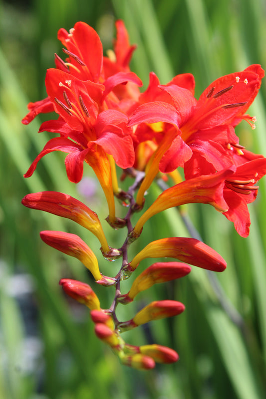Crocosmia Vera Cruz 1g