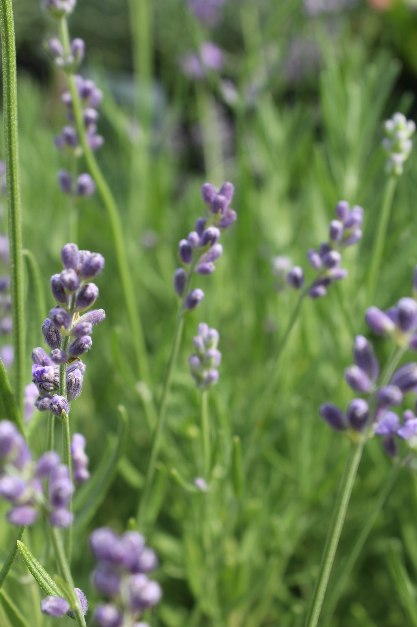 Lavender Munstead