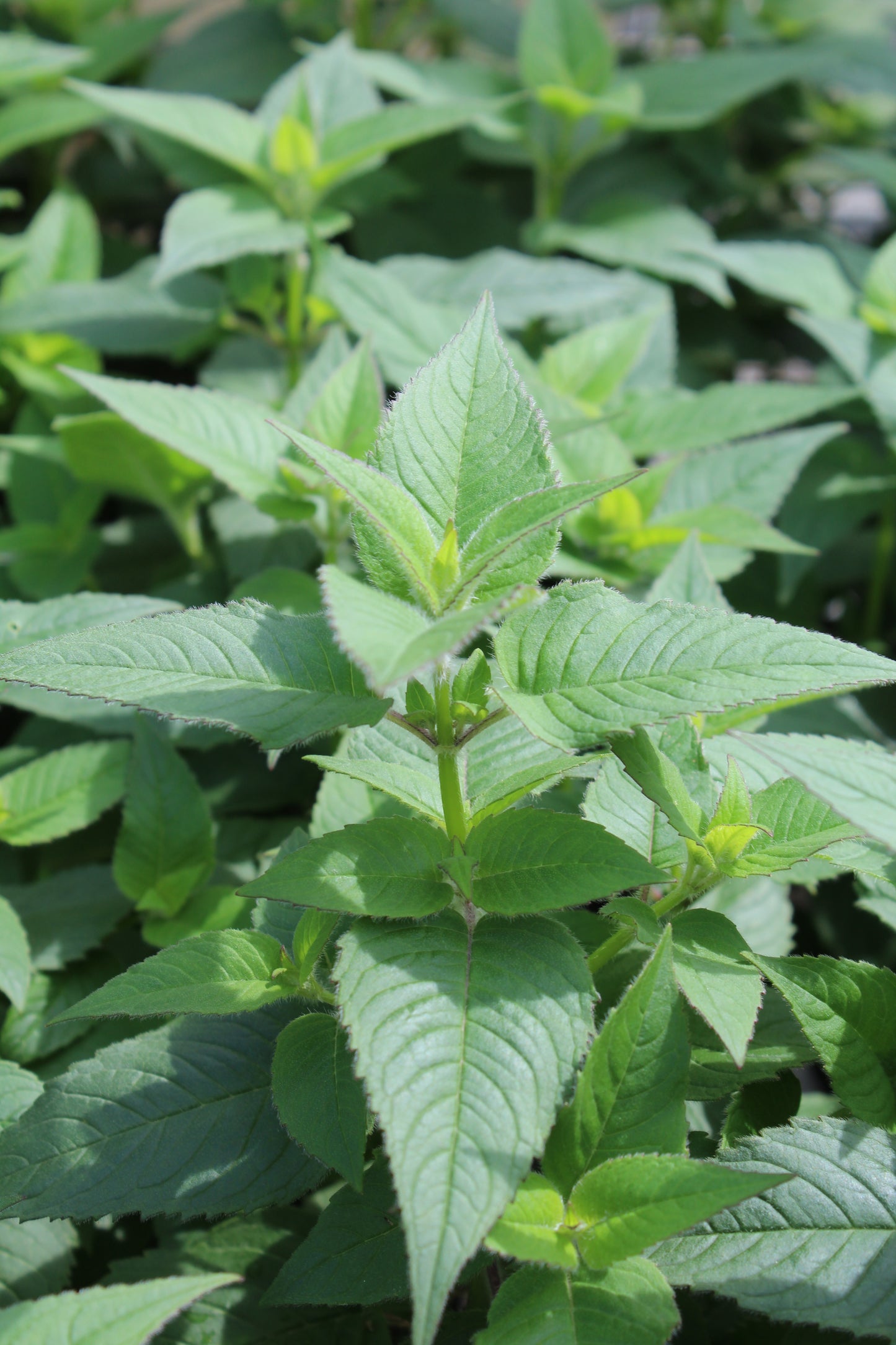 Monarda Blue Stocking