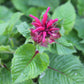 Monarda Fireball 1g