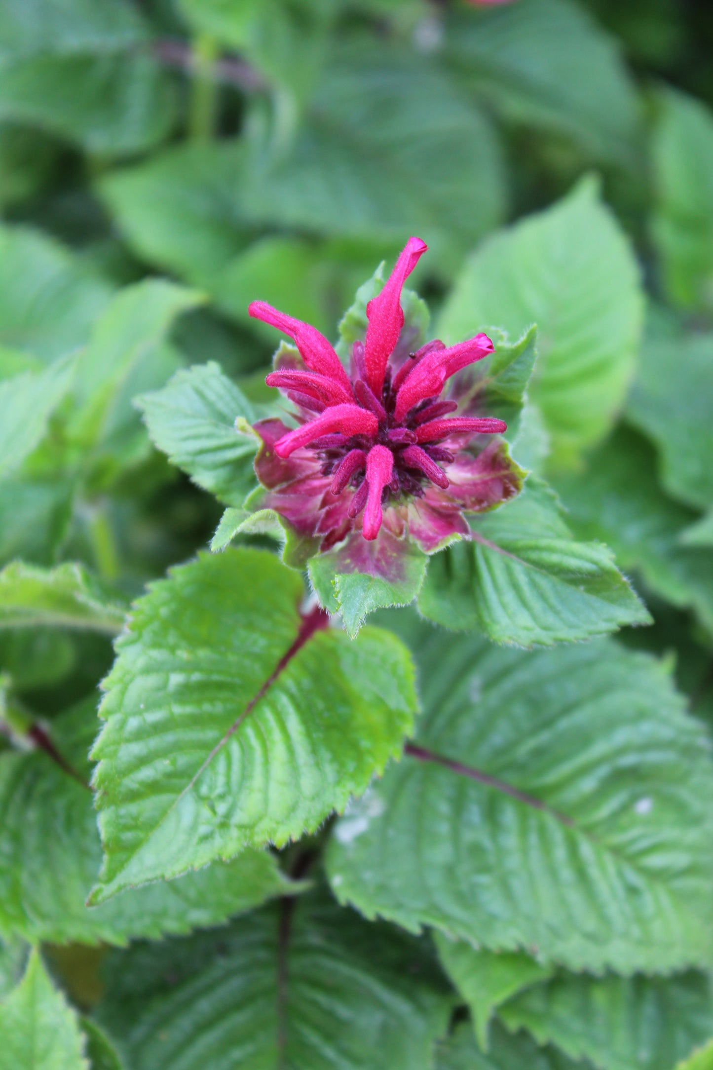 Monarda Fireball 1g