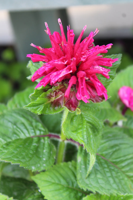 Monarda Fireball 1g