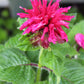 Monarda Fireball 1g