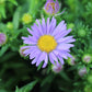 Aster Woods Light Blue