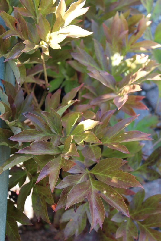 PAEONIA Yankee Doodle Dandy 2g