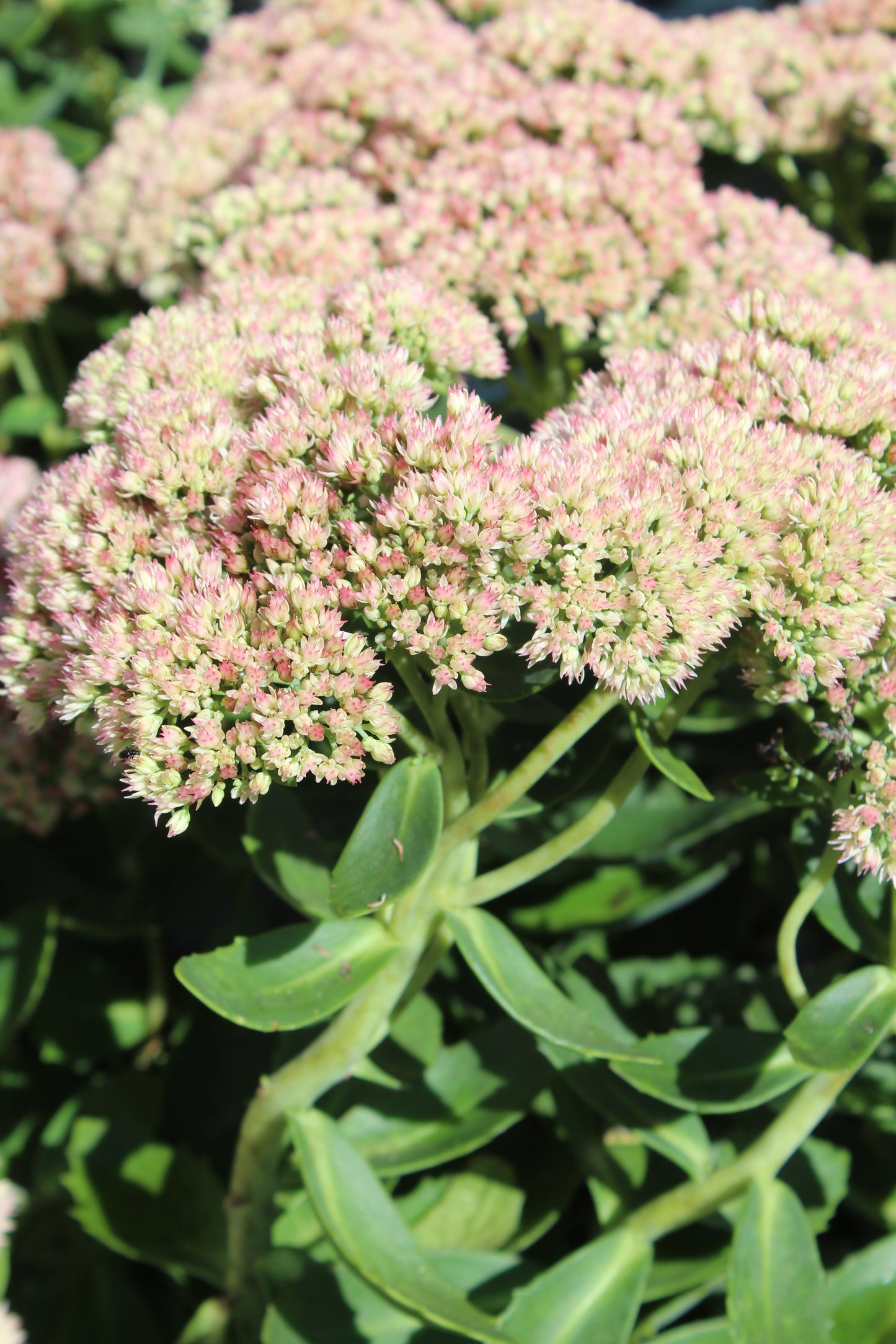 SEDUM Autumn Joy 1G