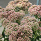 SEDUM Autumn Joy 1G