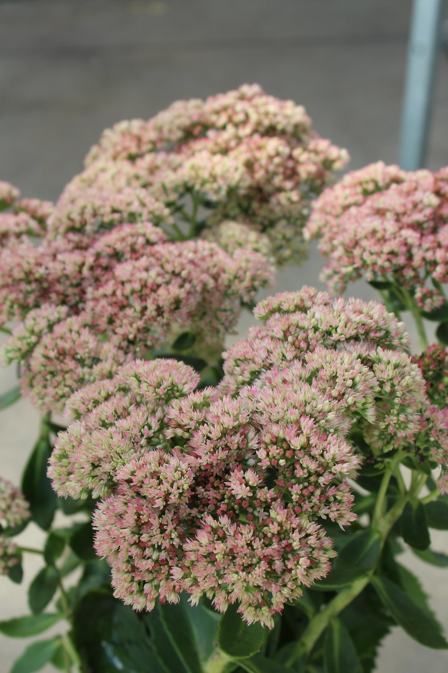 SEDUM Autumn Joy 1G