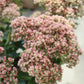 SEDUM Autumn Joy 1G