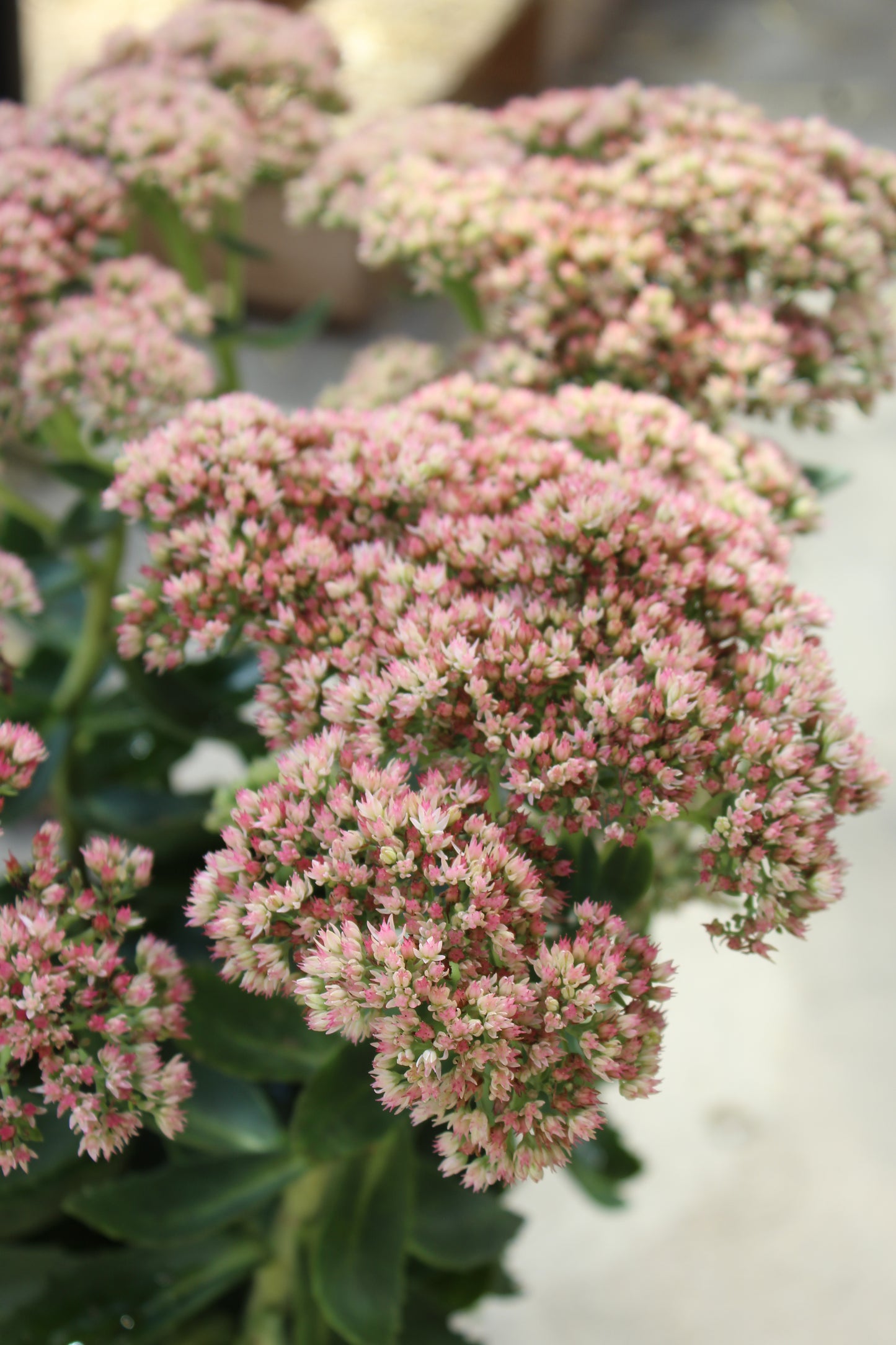 SEDUM Autumn Joy 1G