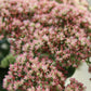 SEDUM Autumn Joy 1G