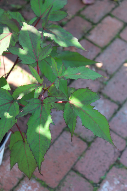 Hibiscus Fireball 1g