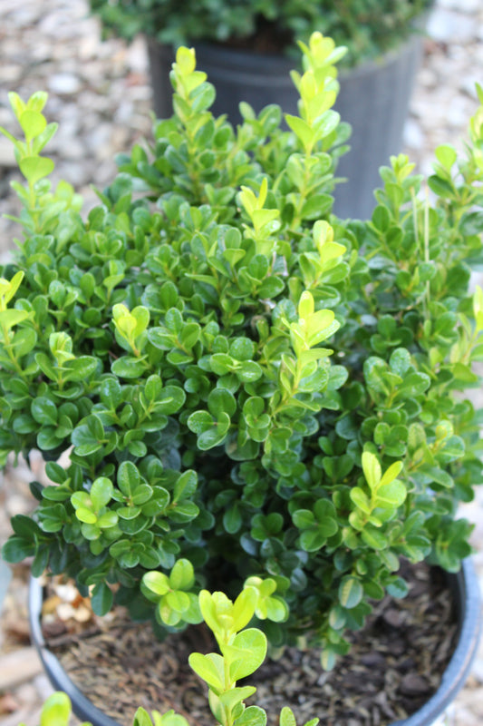 Buxus Sprinter 3g