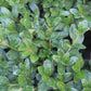 Buxus Green Mountain 5g