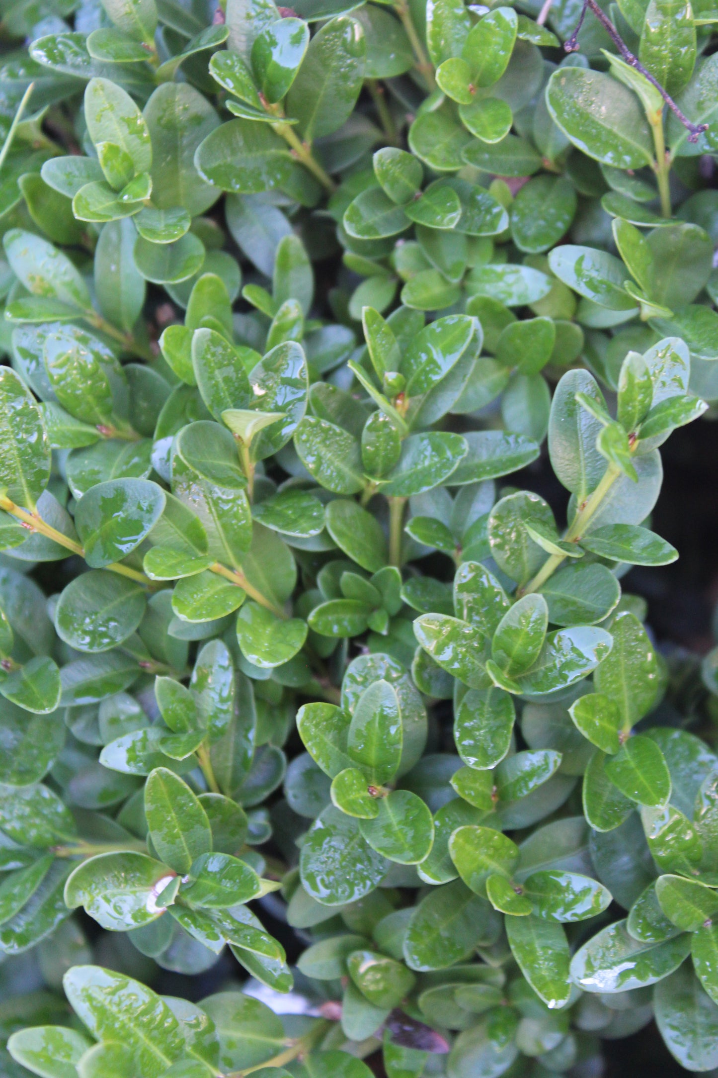 Buxus Green Mountain 5g