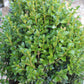 Buxus Green Mountain 5g