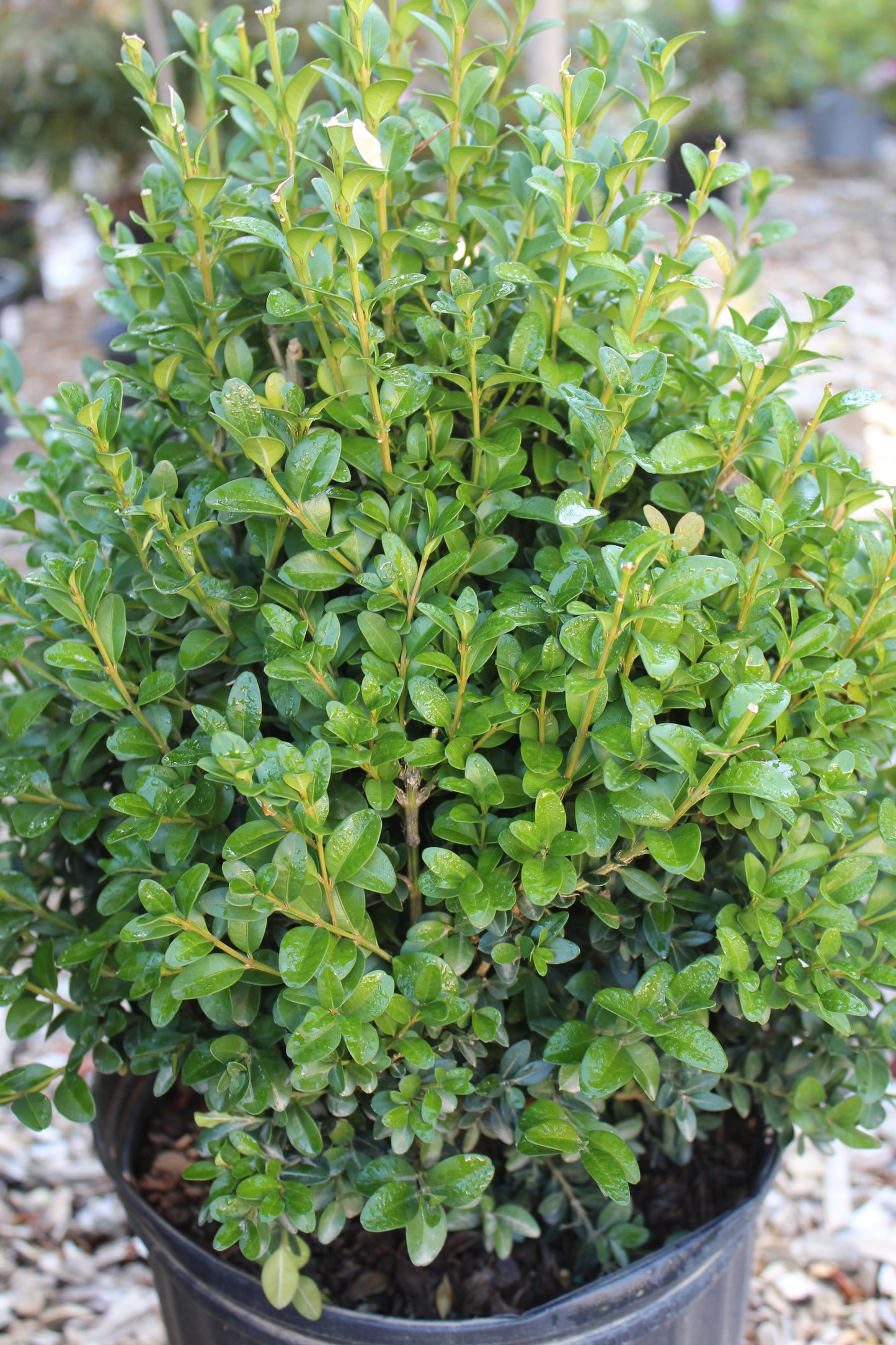 Buxus Green Mountain 5g