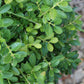 Buxus microphylla Tide Hill 2g