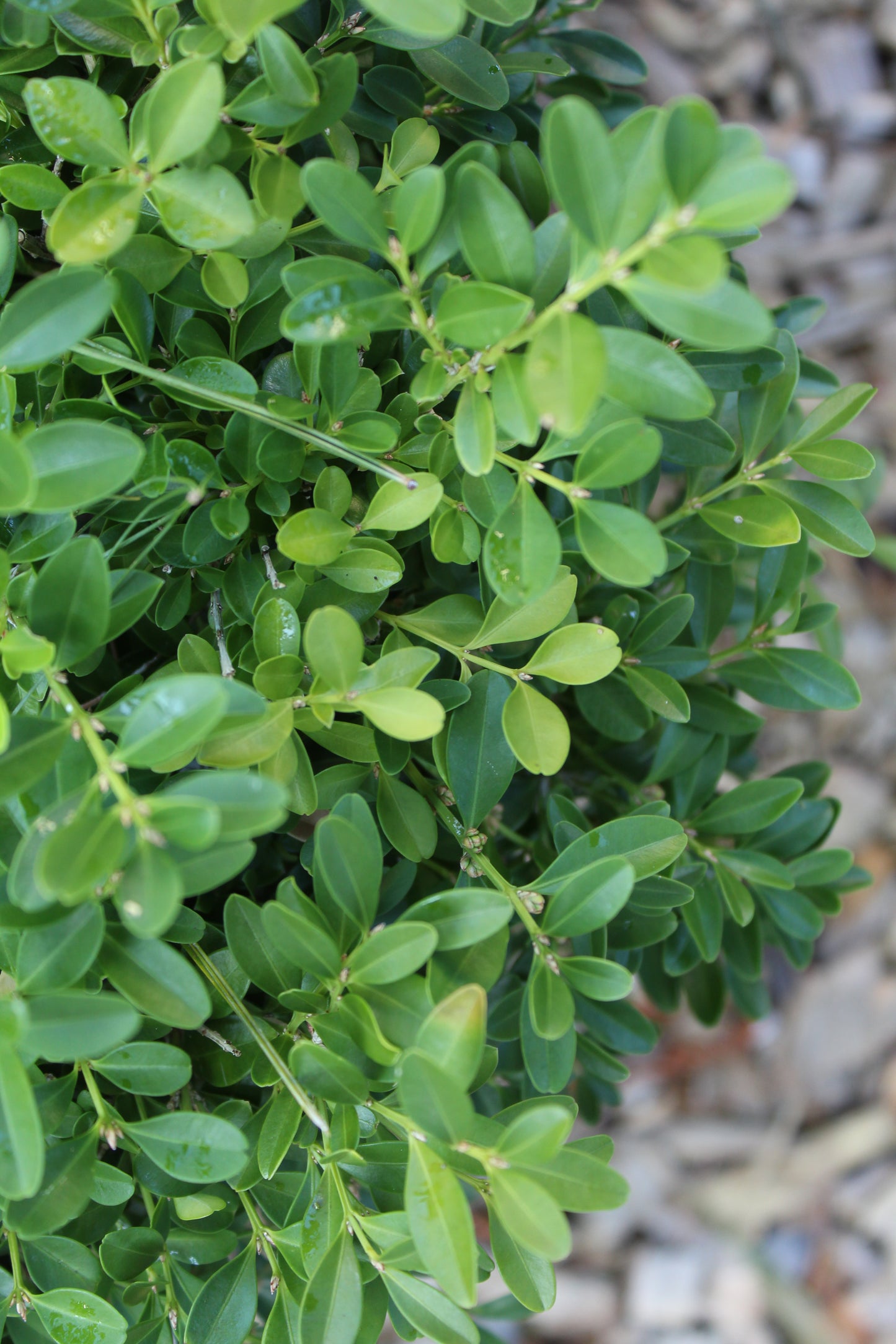 Buxus microphylla Tide Hill 1g