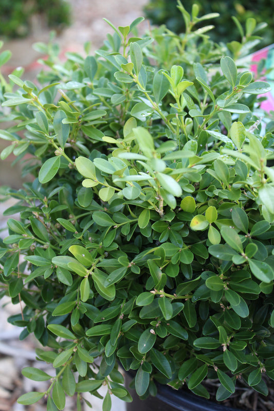Buxus microphylla Tide Hill 2g