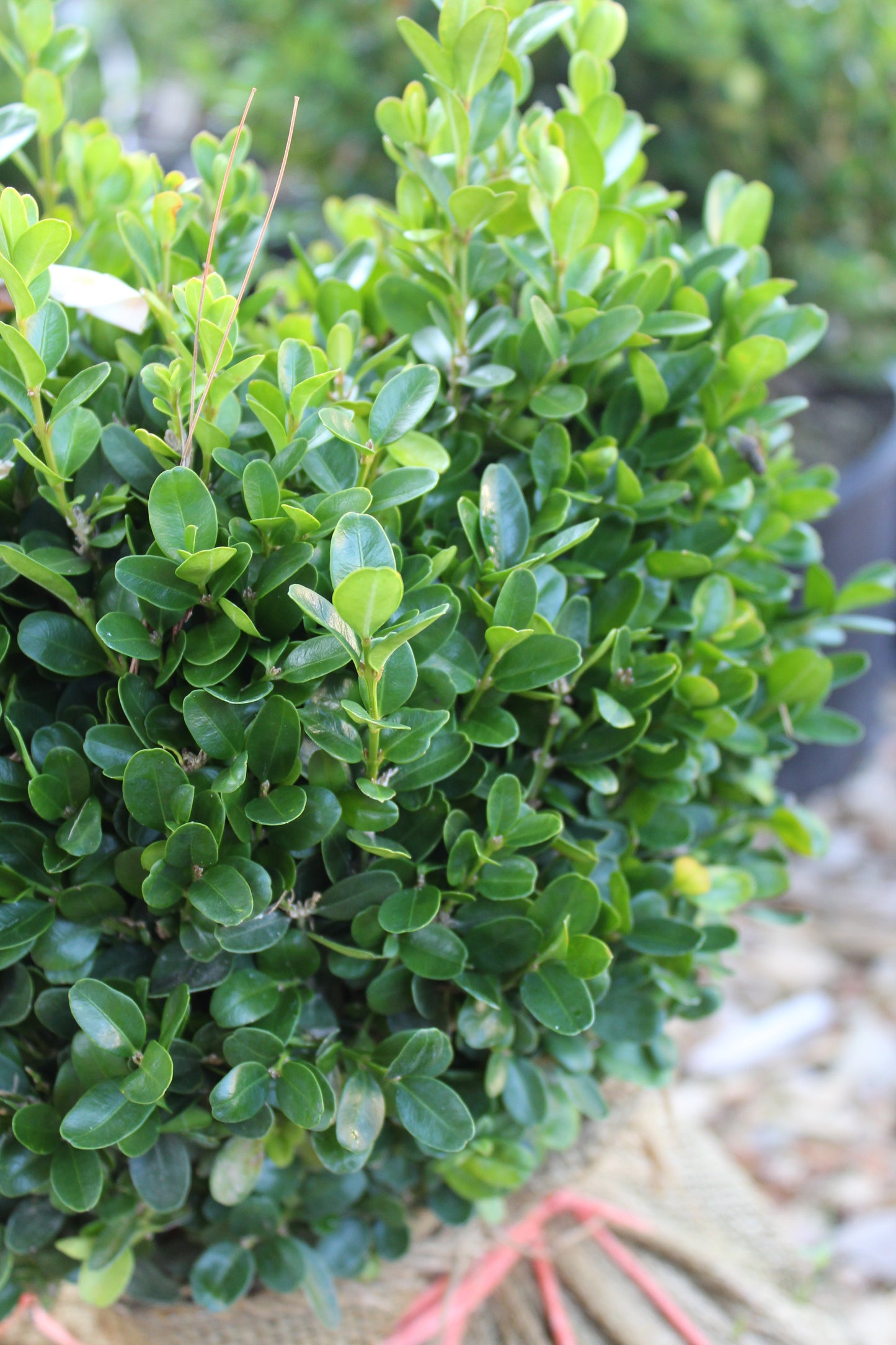 Buxus sempervirens True Dwarf 10-12" B&B