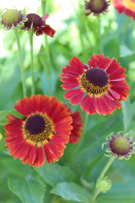 Helenium Salsa 1g