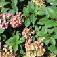 Hydrangea paniculata Strawberry Sundae 7g