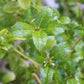Ilex x meserveae China Girl 3g