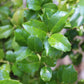 Ilex x meserveae China Girl 3g