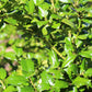 Ilex x meserveae China Girl 3g