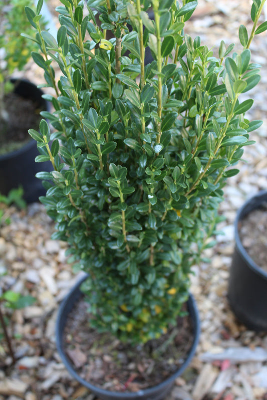 ILEX CRENATA SKY PENCIL 3g