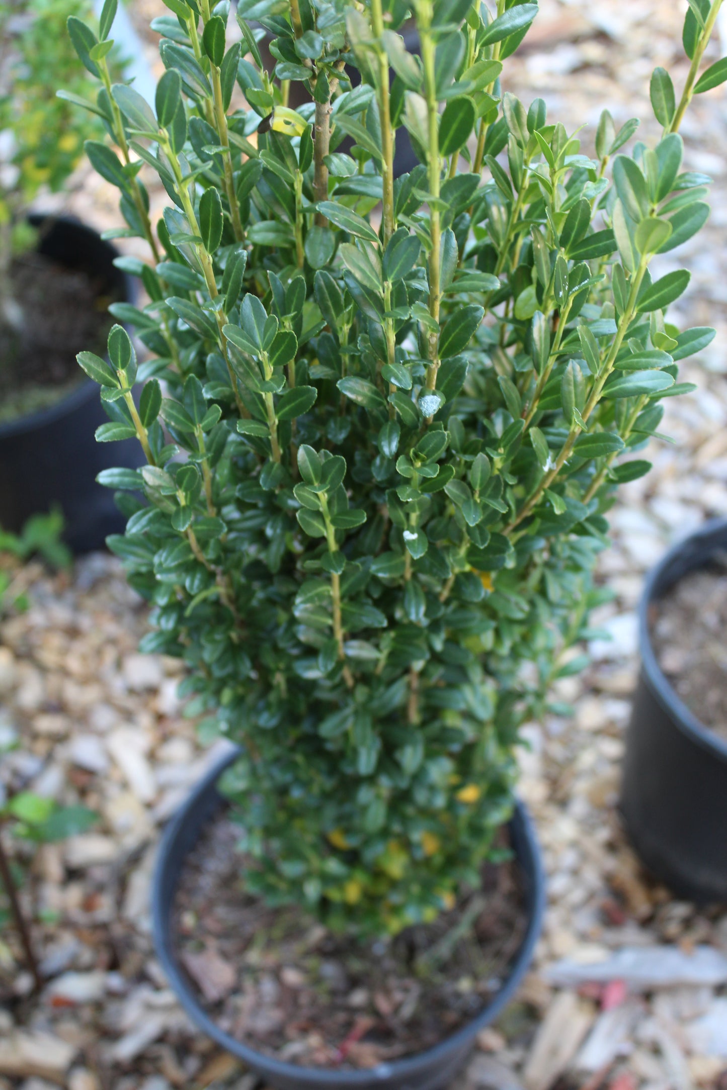 Ilex crenata Sky Pencil – Bosco's Garden Center