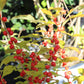 Ilex verticillata Red Sprite 3g