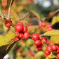 Ilex verticillata Red Sprite 3g