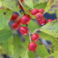 Ilex verticillata Red Sprite 3g