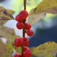 Ilex verticillata Red Sprite 3g