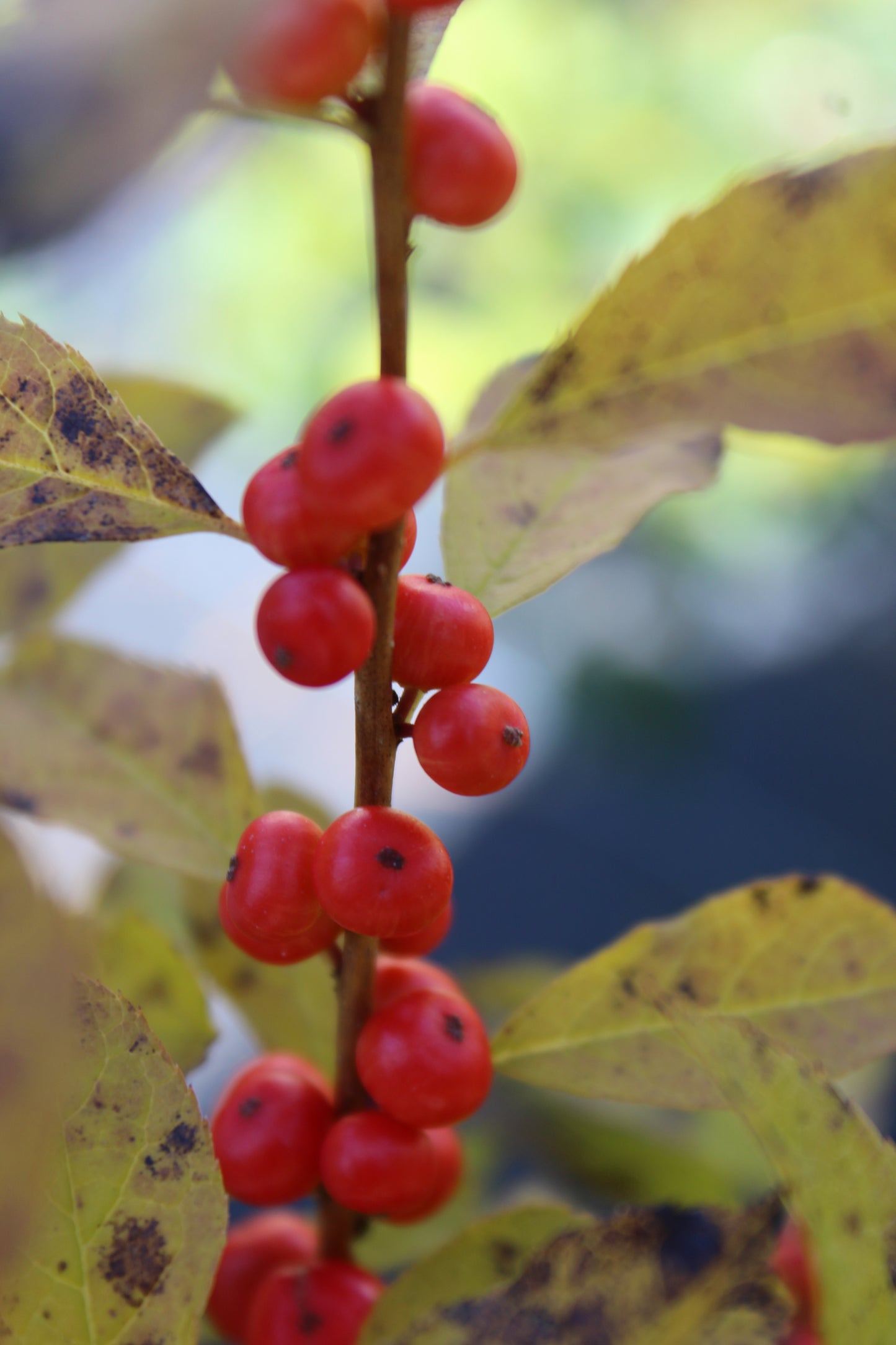 ILEX VERT RED SPRITE 2 Gal