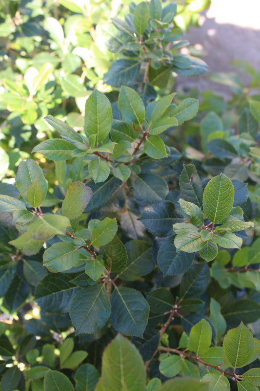 ILEX VERTICILLATA `MR POPPINS` 2g