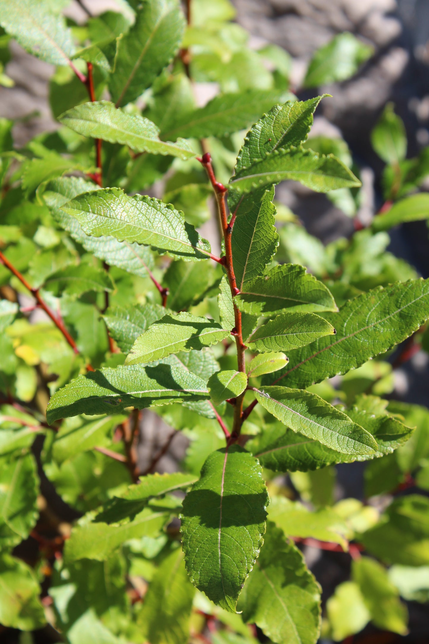 SALIX DISCOLOR ,2